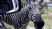 Zebra GIF by Cheezburger