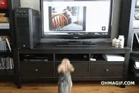 Jumping Home Video GIF