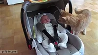 Cat Time GIF