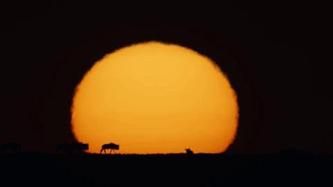 big cat GIF by BBC Earth