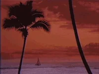 Palm Tree Water GIF by rotomangler