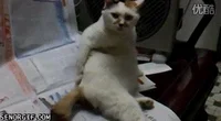 Cat Scratching GIF by Cheezburger