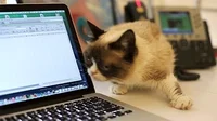 Grumpy Cat GIF