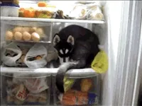 Dog Refrigerator GIF