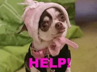 I Love Money Chihuahua GIF