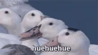 Huehuehue GIF