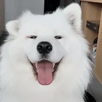 Samoyed Gifofdogs GIF by Rover.com