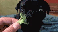 Vegetables GIF
