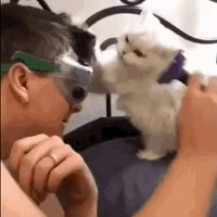Cat Love GIF