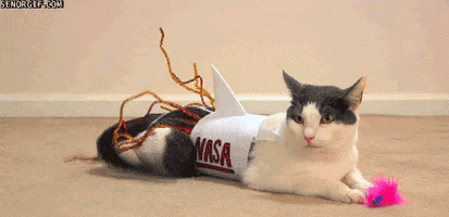 Cat Halloween GIF