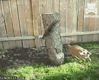 Squirrel GIF