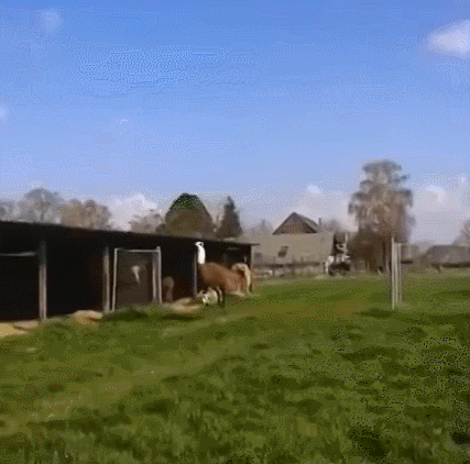 lama GIF