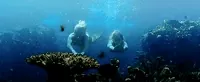 Mermaid GIF