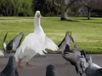 Duck Pigeon GIF