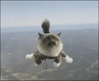 Cat Kitty GIF