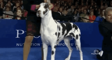 national dog show 2018 GIF by NBC