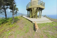South Korea Dog GIF by Mashable
