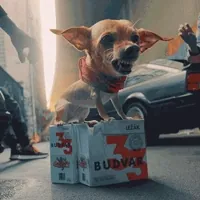 Budvar GIF