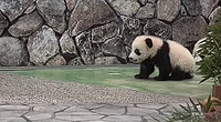 Panda GIF