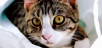 Cat Cute GIF