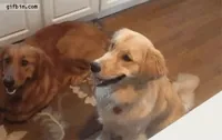 Fail Golden Retriever GIF