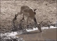 Attack Crocodile GIF
