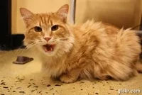 Meow GIF