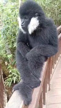 Monkey GIF
