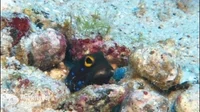 Sick Baja California GIF by Monterey Bay Aquarium
