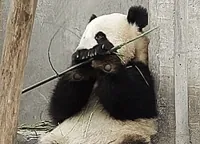 Panda GIF