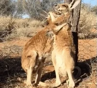 Kangaroos GIF by Mashable