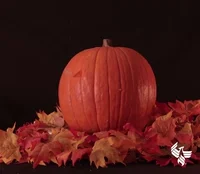 Trick Or Treat Halloween GIF by University of Phoenix