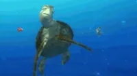 Finding Nemo Animation GIF by Disney Pixar