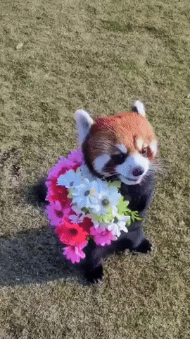 I Love You Flower GIF