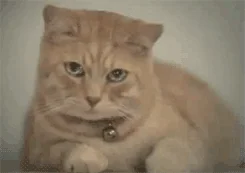 giphy.webp