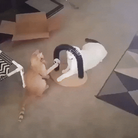 adorable cats GIF