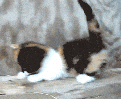 cat GIF
