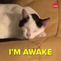 Good Morning Cats GIF by BuzzFeed