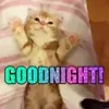 Kitten Tuck In GIF by MOODMAN via media.giphy.com