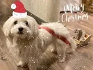 Dog Christmas GIF by Salumificio Gamba Edoardo via giphy.com