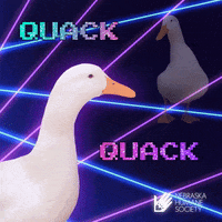 Duck Adopt GIF by Nebraska Humane Society Duck Adopt GIF by Nebraska Humane Society