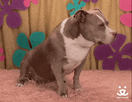 Best Friends What GIF by Best Friends Animal Society