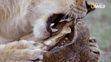 nat geo big cat week GIF by Nat Geo Wild 