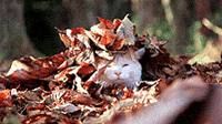 Autumn Leaves Cat GIF