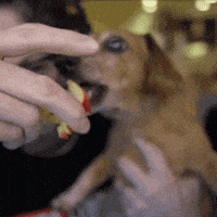 Apple Eating GIF by Kinda Funny