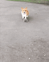 dog skating GIF
