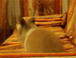 Happy Baby Animals GIF