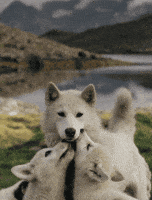 Wolf Funny Animal GIF