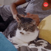 International Cat Day GIF by BuzzFeed
