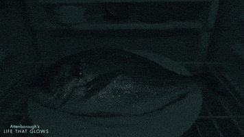 fish glowing GIF by BBC Earth